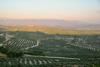 Vista panorámica de olivares en Jaén al atardecer, principal zona productora de aceite de oliva en España